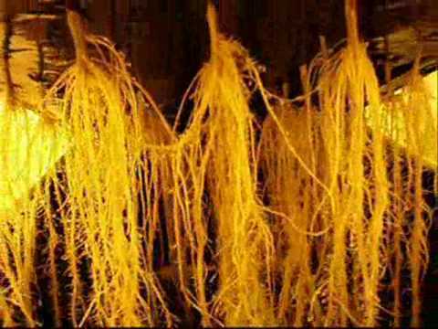 aeroponics healthy cannabis roots