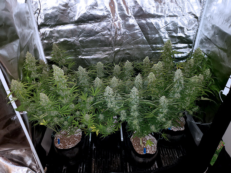 How To Grow Cannabis with Sea of Green (SoG) Method 6 www.paramountseedfarms.com