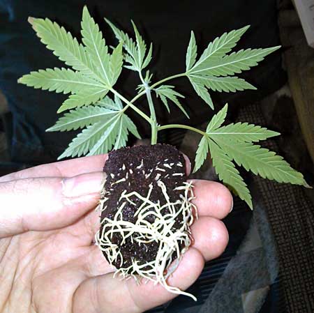 Cannabis Clone Rooted in Starter Cube