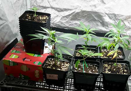 Rooted, potted cannabis clones