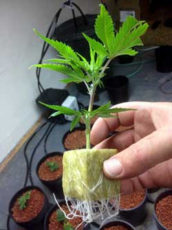 Rooted weed clone in rockwool