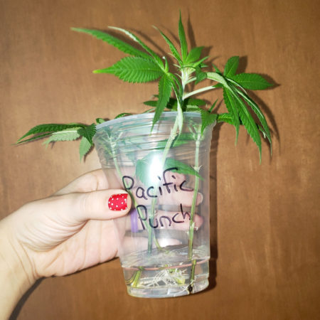 cannabis clones in water