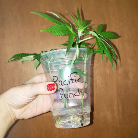 Marijuana Cloning Guide - How to Clone Cannabis 28 cannabis clones in water