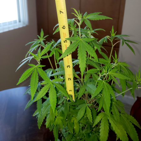 cannabis mother plant height