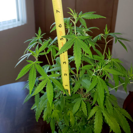Marijuana Cloning Guide - How to Clone Cannabis 27 cannabis mother plant height