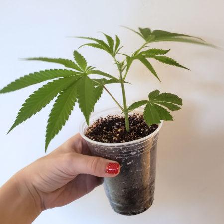 Marijuana Cloning Guide - How to Clone Cannabis 31