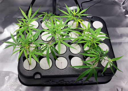 weed plant clones in aero cloner