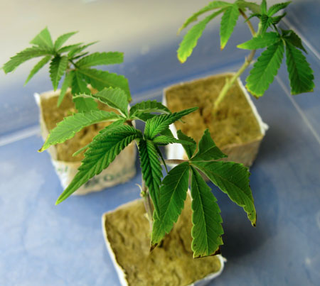 Marijuana Cloning Guide - How to Clone Cannabis 35 Marijuana Cloning Guide - How to Clone Cannabis 34