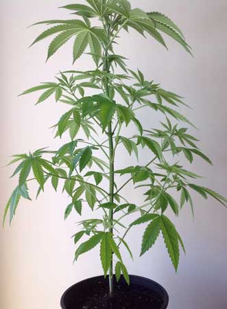 Example of a cannabis plant that doesn't need to be defoliated because it already has lots of stem exposed
