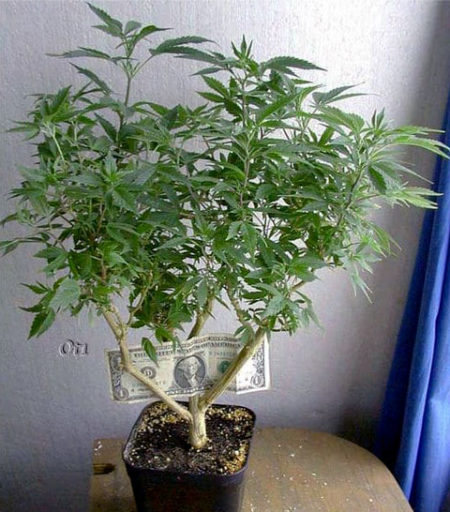 Bonsai Mother cannabis plant (dollar for scale)