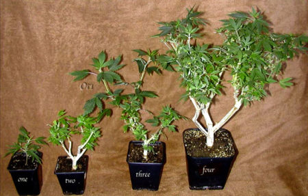 Examples of bonsai mother cannabis plants at different stages of development