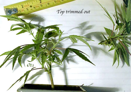 Unlimited Clones - How to Keep a Bonsai Mother Plant 10 Here is the same clone with the top trimmed off. First step towards becoming a bonsai mum, complete!