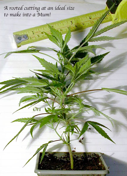 Unlimited Clones - How to Keep a Bonsai Mother Plant 9 This rooted cutting is an ideal size to turn into a bonsai mother plant!