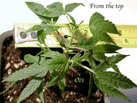 Unlimited Clones - How to Keep a Bonsai Mother Plant 11 Top view of that trimmed clone