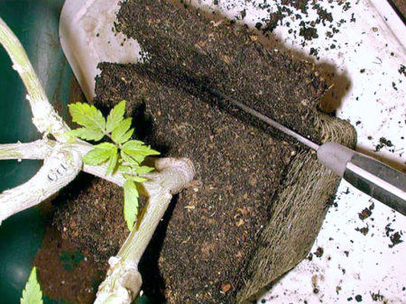Carefully trim the rootball of your bonsai marijuana mum