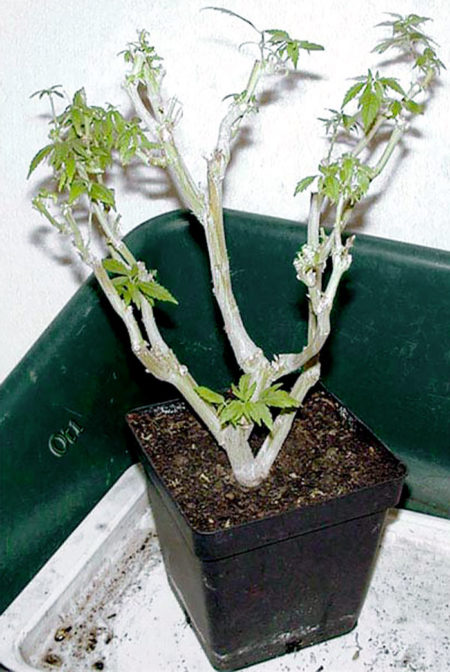 Unlimited Clones - How to Keep a Bonsai Mother Plant 14 Trim the plant back to create the bonsai mother framework