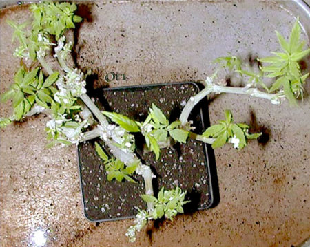 Top view of a freshly trimmed bonsai mother