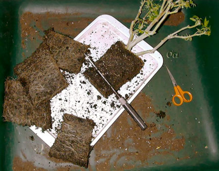 Trimming the roots of a bonsai mother marijuana plant