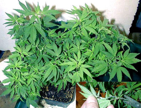 Unlimited Clones - How to Keep a Bonsai Mother Plant 23 A mother bonsai plant in a 1-liter pot. In the lower right of the picture you can see a clone getting clipped.