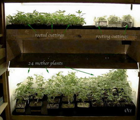 This double deck box is used for cloning, mother plants, and father plants