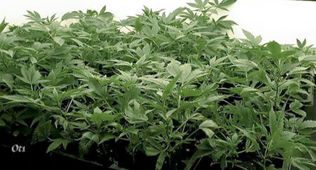 Unlimited Clones - How to Keep a Bonsai Mother Plant 21 These 270 rooted clones are ready to be given a real home!