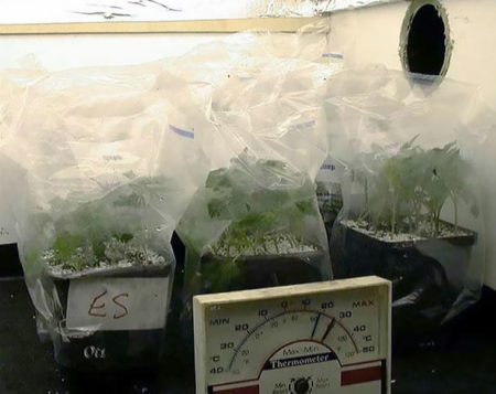 Cannabis clones in the process of rooting
