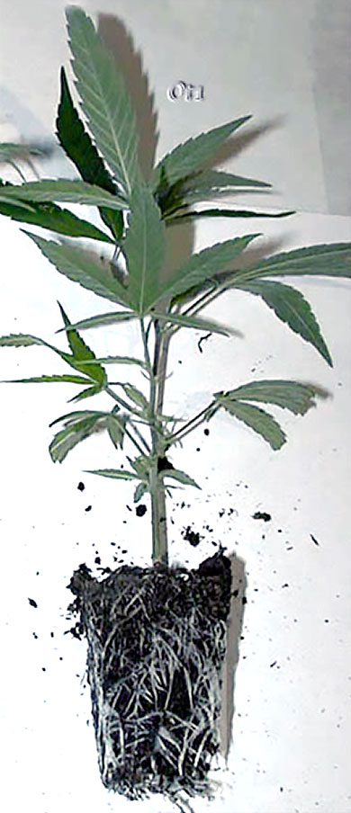 This cannabis clone is fully rooted and ready to start growing!
