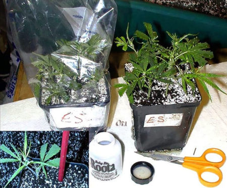 Insert cuttings into soil and cover with bag to lock in humidity