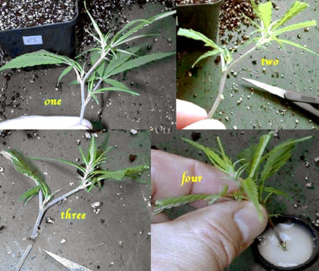 Unlimited Clones - How to Keep a Bonsai Mother Plant 24 The four steps of taking a cannabis clone from your bonsai mum