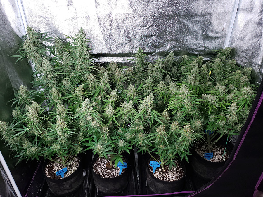 How To Grow Cannabis with Sea of Green (SoG) Method 7 www.paramountseedfarms.com