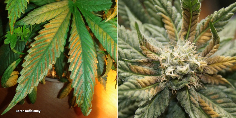 Leaves with a yellow discolouration because of a boron deficiency