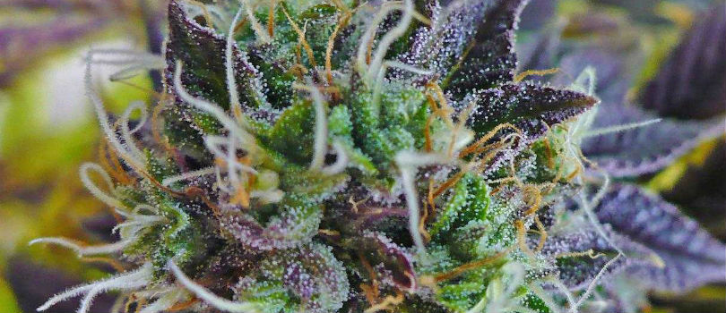 Purple Kush - best weed seed banks image
