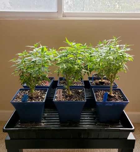 Unlimited Clones - How to Keep a Bonsai Mother Plant 3