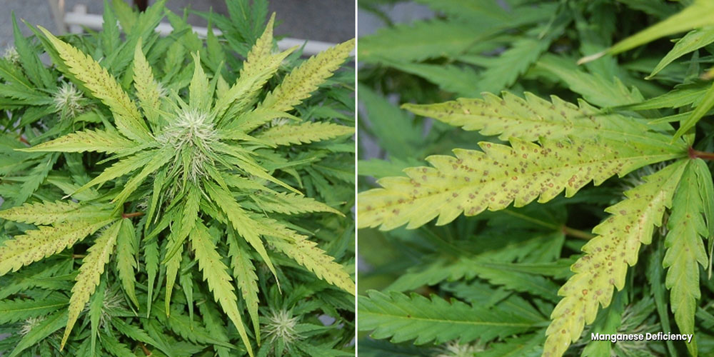 Pale discolouration because of a Manganese deficiency