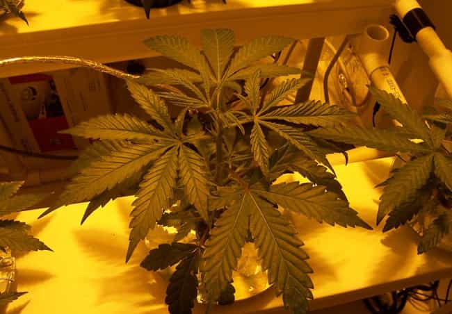 healthy cannabis NFT hydroponic systems