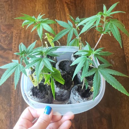 weed clones