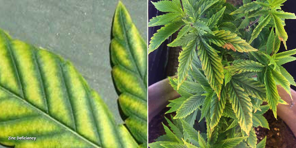 Distorted, yellow leaf blades because of a Zinc deficiency