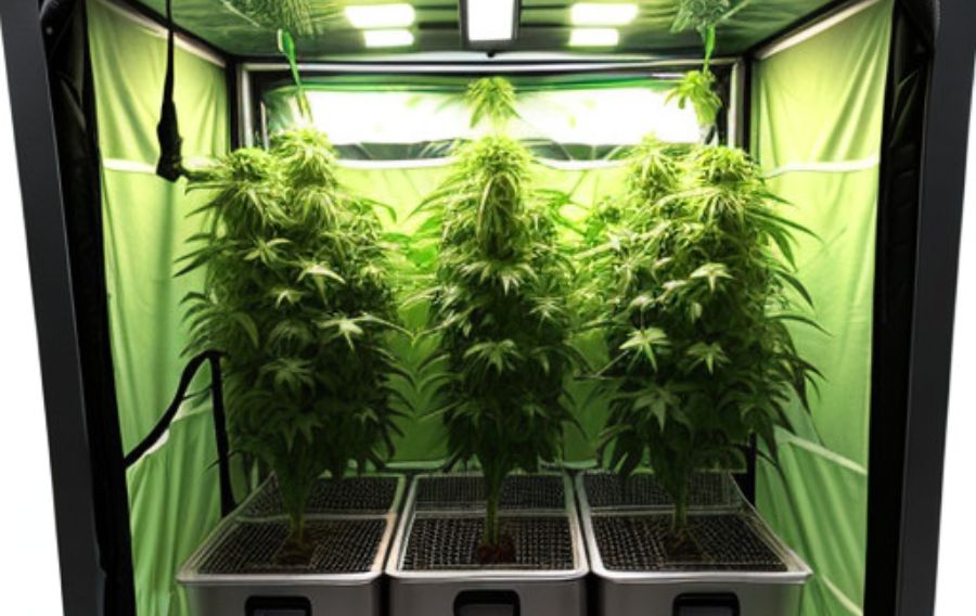 Best Autoflower Seeds: High Yield Autoflower Strains [2024] 3
