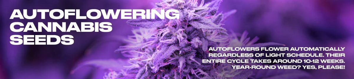 Ultimate Guide to Growing Auto Flower Marijuana Week by Week