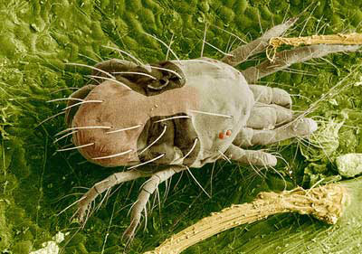 Spider Mites 3 Spider Mite Borg
