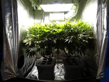 vegetative stage - marijuana growth stages