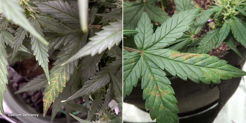 Unusually shaped leaves because of a Calcium deficiency