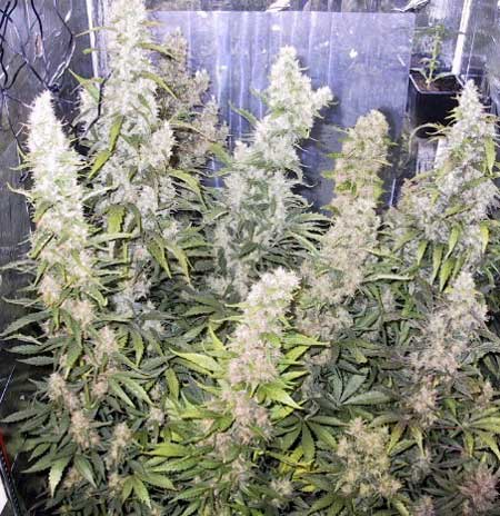 Cannabis Defoliation Tutorial: How to Increase Yields Removing Leaves 26 www.paramountseedfarms.com