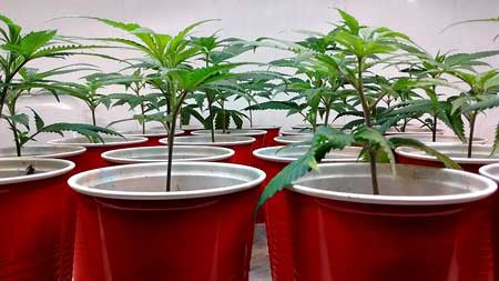 Marijuana Cloning Guide - How to Clone Cannabis 21 Healthy Cannabis Clones