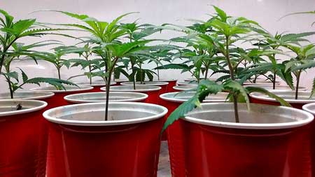 Healthy Cannabis Clones