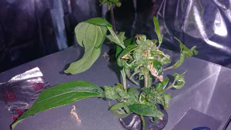 monster cropped cannabis clone