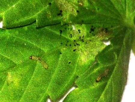 Caterpillars & Inchworms 5 Caterpillar poop on a cannabis leaf
