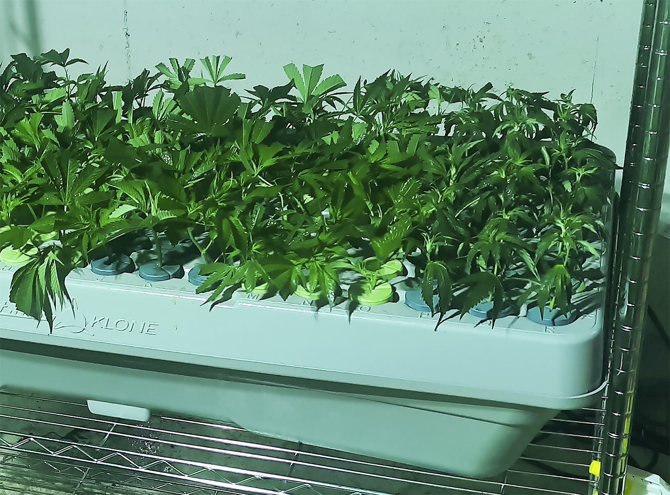 aeroponic clones Essential: Cloning Weed with an Aero Cloner