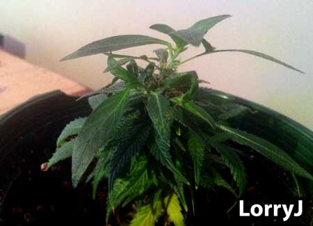 This pot clones was taken from a flowering plant. For the first few weeks it grew rounded leaves, which is completely normal. Leaves will soon start growing regularly again.