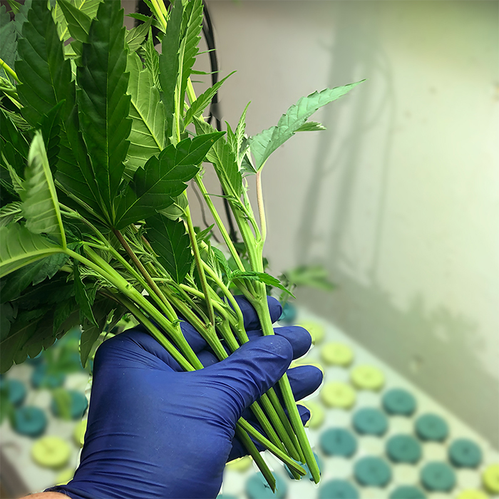 Marijuana Cloning Guide - How to Clone Cannabis 3 Cannabis Clone Cuts